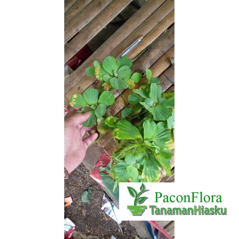 Apu apu / tanaman air apu apu