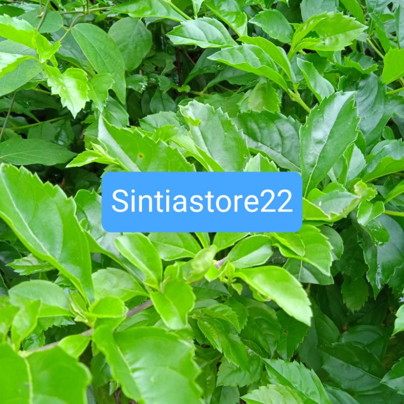 

Daun beluntas segar per 500 gram