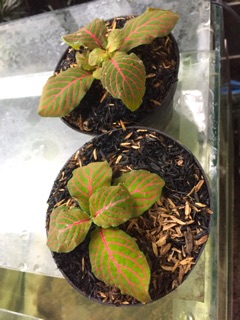 Tanaman hias bunga fittonia verschaffeltii skeleton Tanaman hias bunga fittonia verschaffeltii skeleton