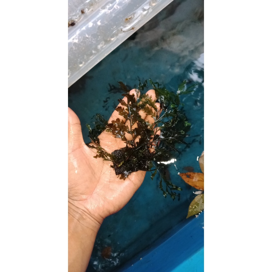 BOLBITIS HEUDOLOTII TANAMAN AQUASCAPE