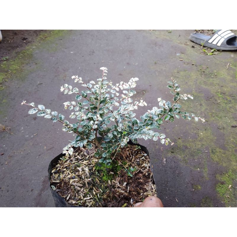bahan bonsai ulmus super mikro variegata