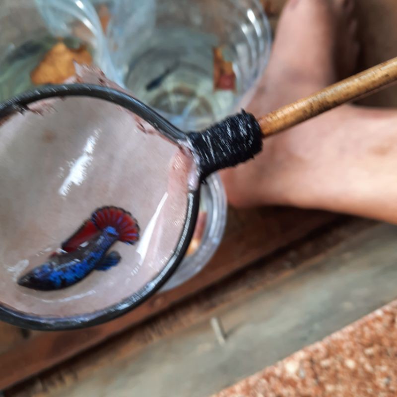 ikan cupang avatar gordon murah female size -M uk 3 bulan