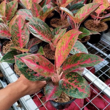 Aglonema Red Stardust Daun 6-7 Size Dewasa