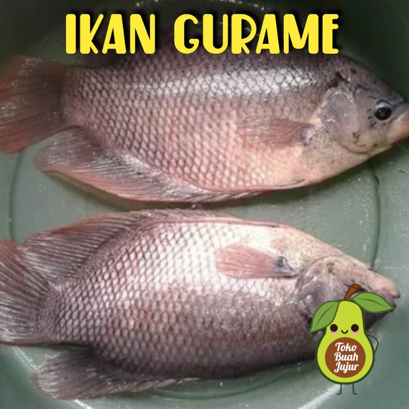 

IKAN GURAME FRESH 1Kg