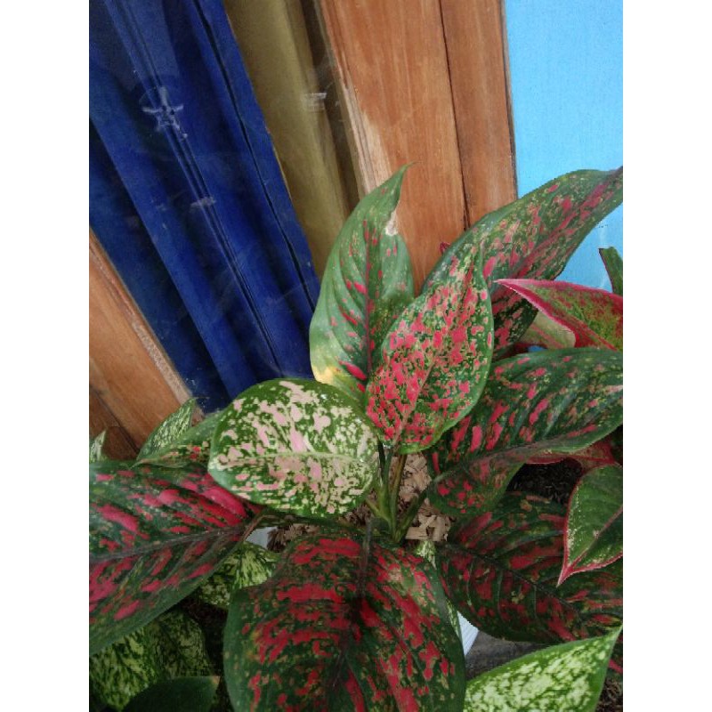 aglonema venus rimbun