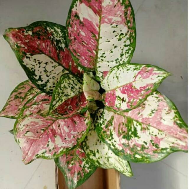 Tanaman hias aglonema tricolor - aglonema dud tricolor