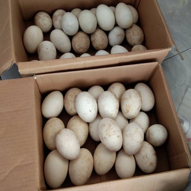 

TELUR ANGSA BUSUK