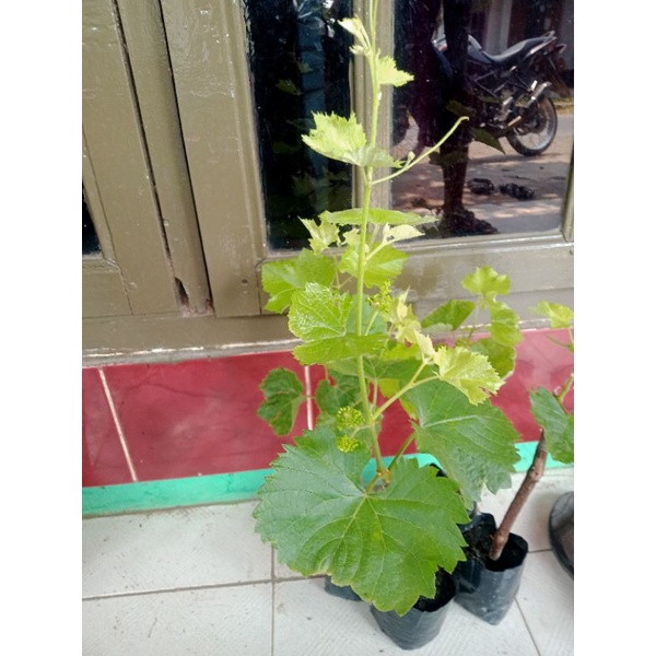 Bibit anggur import Jupiter berbunga