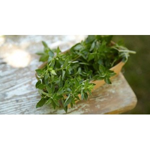 biji oregano, benih oregano greek