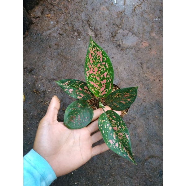 Aglonema Ruby Garuda batik termurah