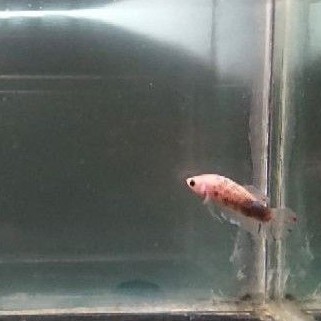 IKAN CUPANG, BETTA FISH BLACK KOI