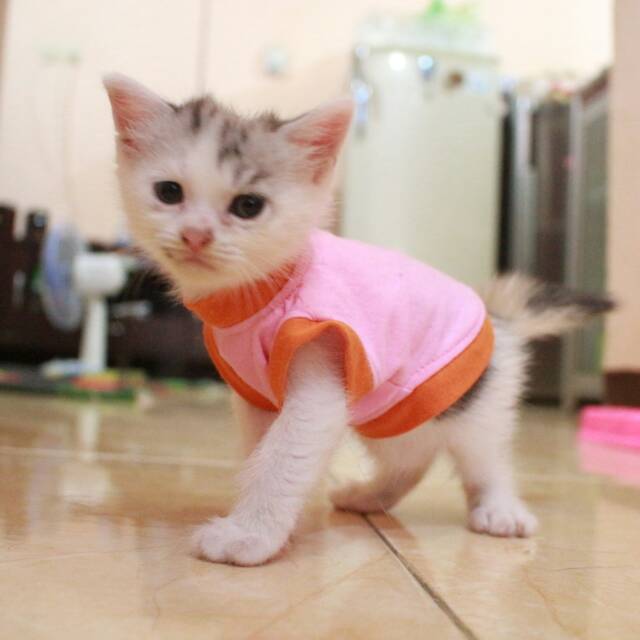 Kaos lucu warna baby pink untuk kucing u0026 anjing /Jual Baju Kucing  Terlengkap u0026 Berkualitas size S-XL