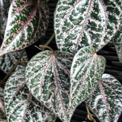 

Daun Sirih Merah Segar Tanaman Herbal per Lembar