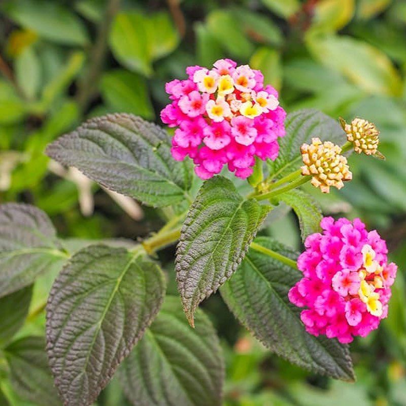 Bibit tanaman bunga Lantana camara merah orange kuning putih ungu pink acak