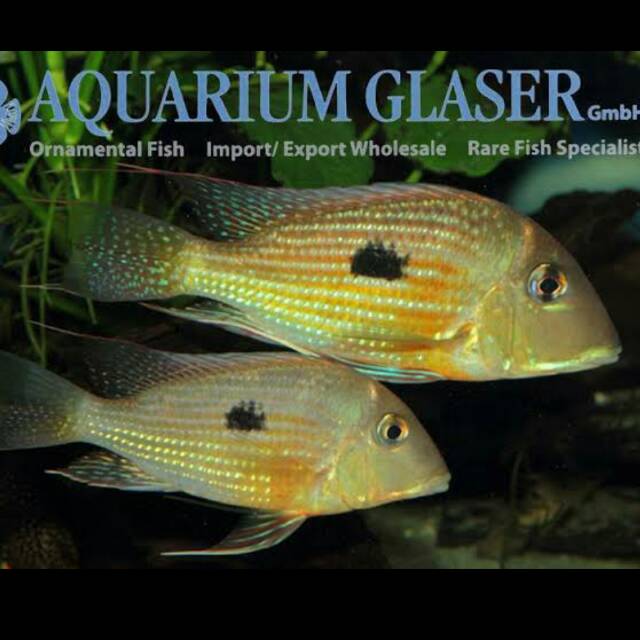 Geophagus Aporema Cichlid SP Rio African