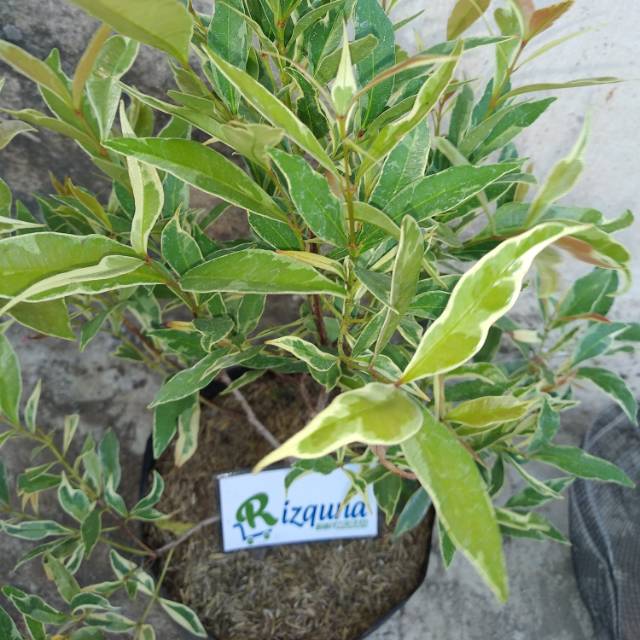 Bunga pucuk merah varigata