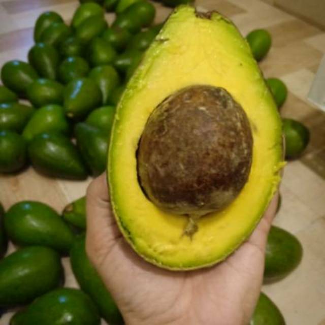 Alpukat Mentega Tangerang