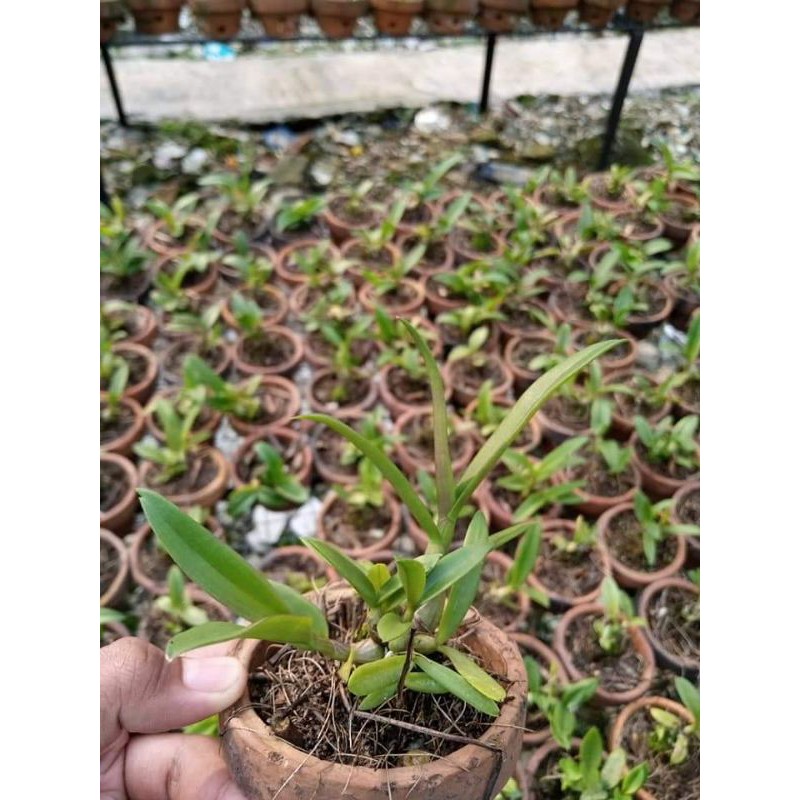 Dendrobium Seedling