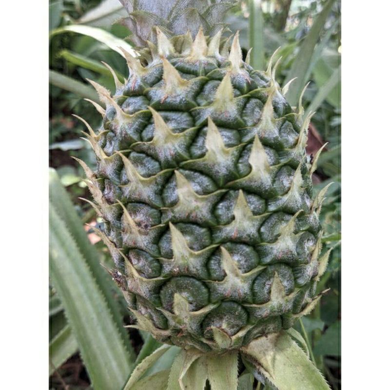

Nanas Muda Warna Hijau Di Jamin Fresh- Herbal - Asli Lereng Gunung Muria