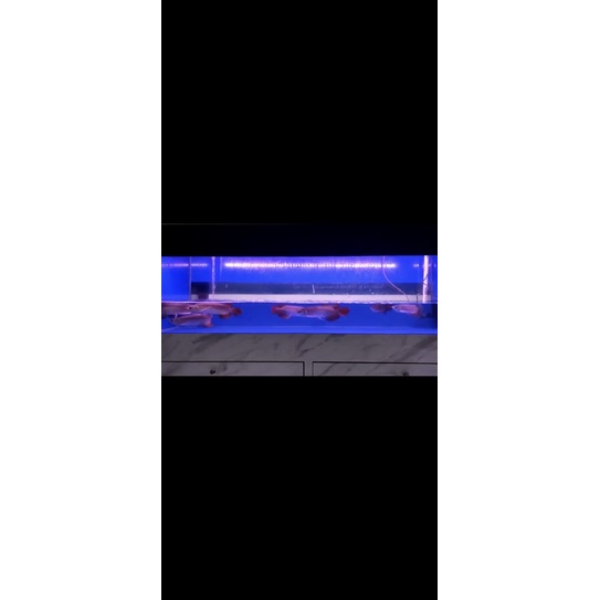 arwana super red 23-25cm