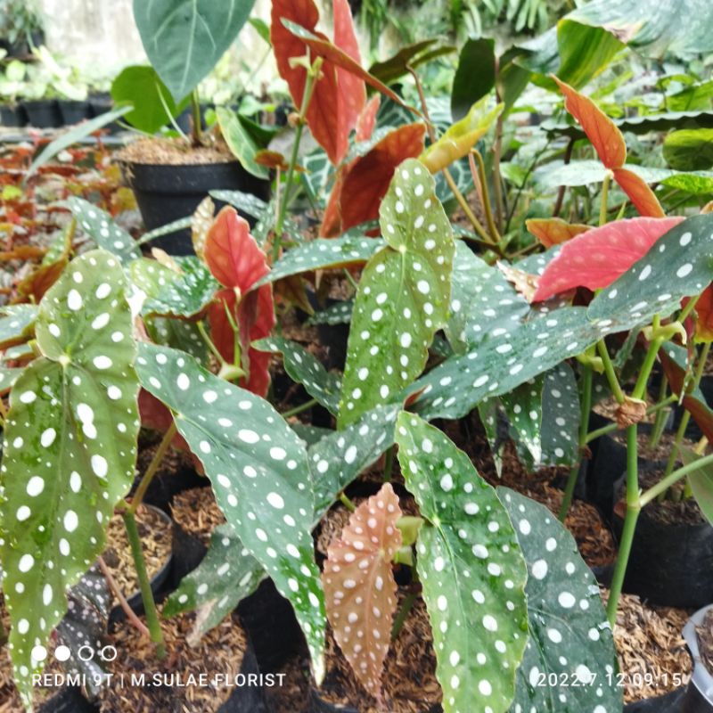 tanaman hias begonia polkadhot