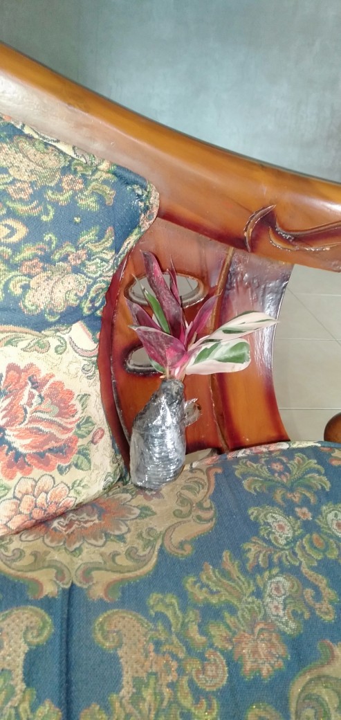 Tanaman Hias Bunga Calathea Multicolour, Tricolor Atau Meranti Bali Murah