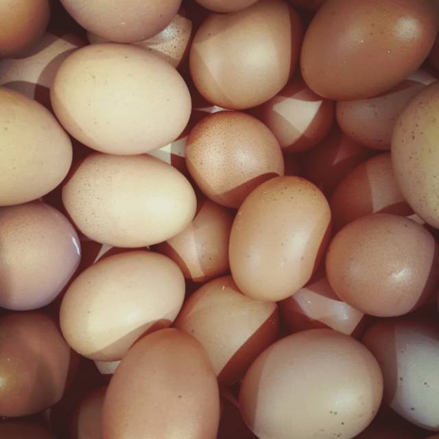 

Telur Negeri Kiloan Curah Murah Kualitas Bagus