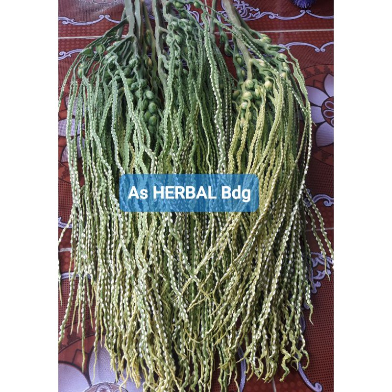 

Bunga Pinang Segar 500 gram / bunga pohon pinang-az