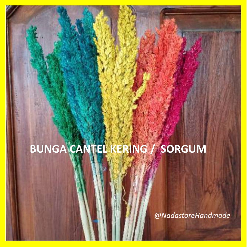 BUNGA KERING CANTEL / RUSTIC DRIED FLOWER PER IKAT 3-4 TANGKAI