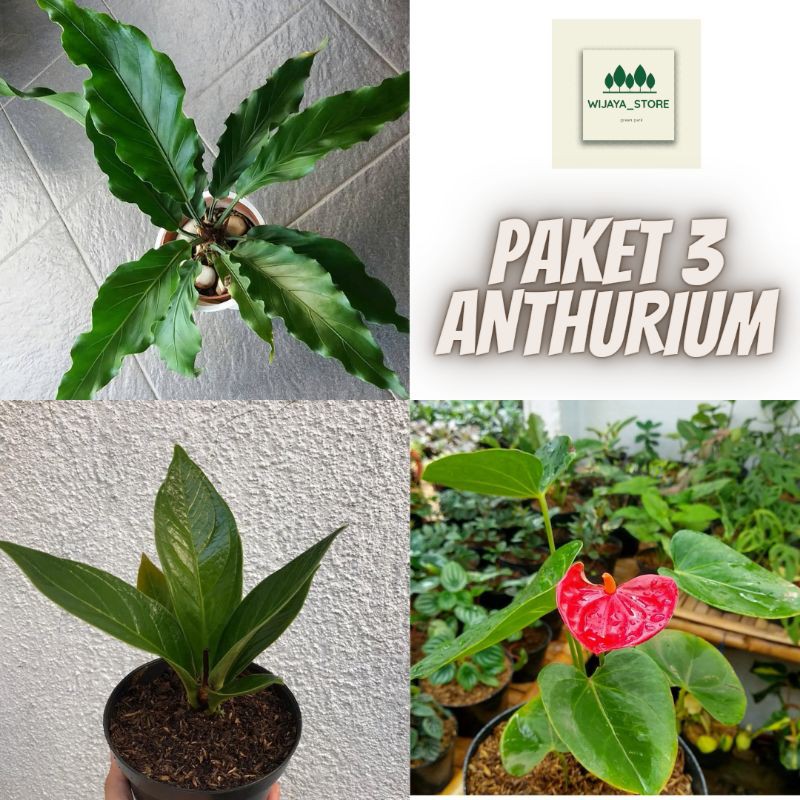 PAKET 3 JENIS TANAMAN HIAS ANTHURIUM-COBRA JEMANI-MIKYMOUS-GELOMBANG CINTA