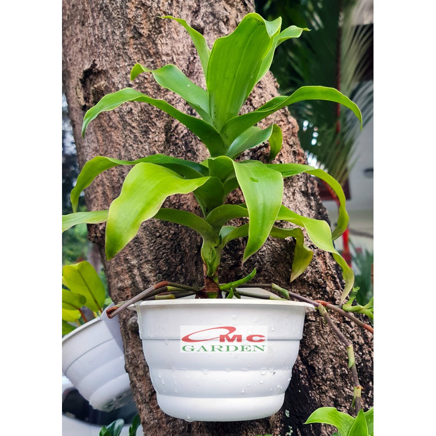 Callisia Fragrans Wangi Kumis Emas Tanaman Hias Keranjang CLSF-1020