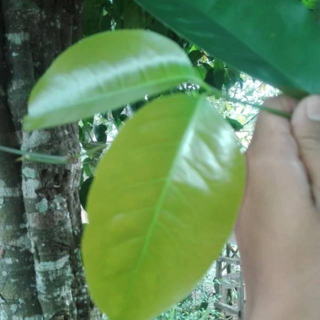 

Daun melinjo segar