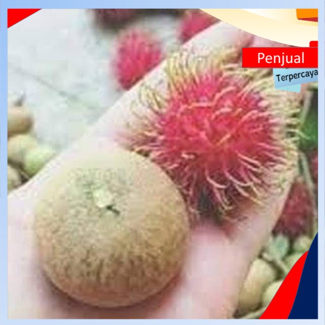 

/COD/ Bibit lenkeng giant longan stek okulasi ktn