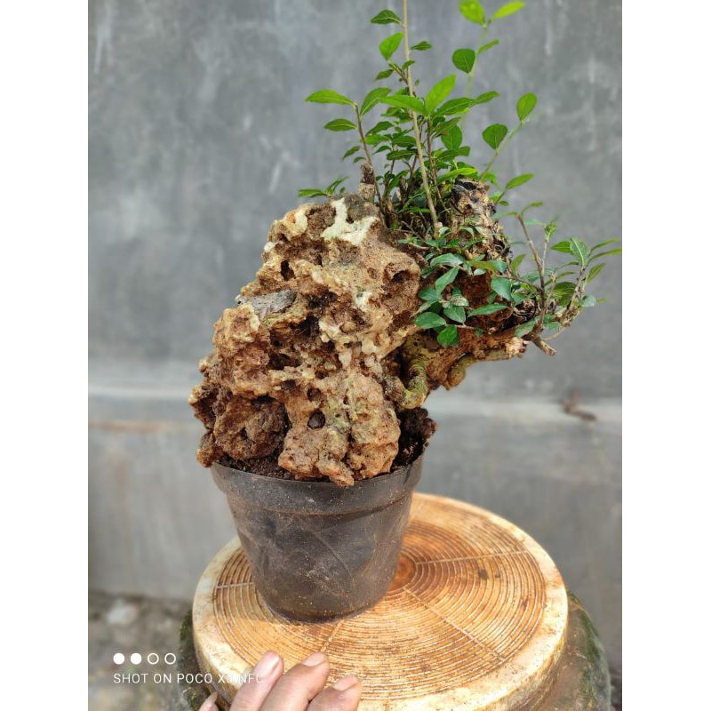 Bonsai serut on the rock