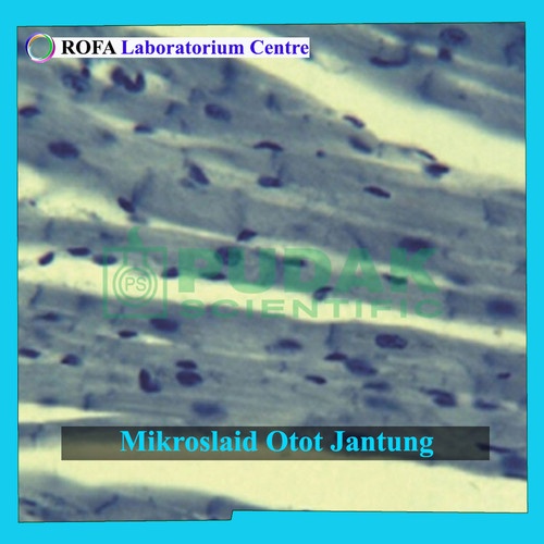Mikroslaid Otot Jantung / Preparat Otot Jantung - New Ori