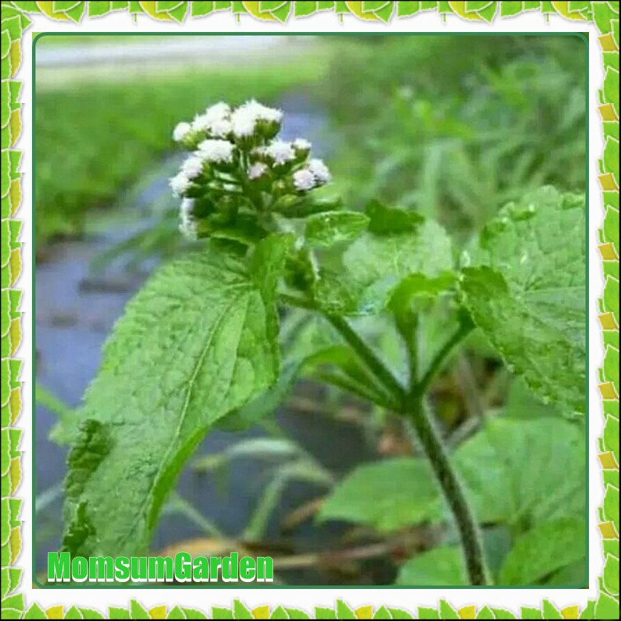 

Daun Bandotan segar 100 gram