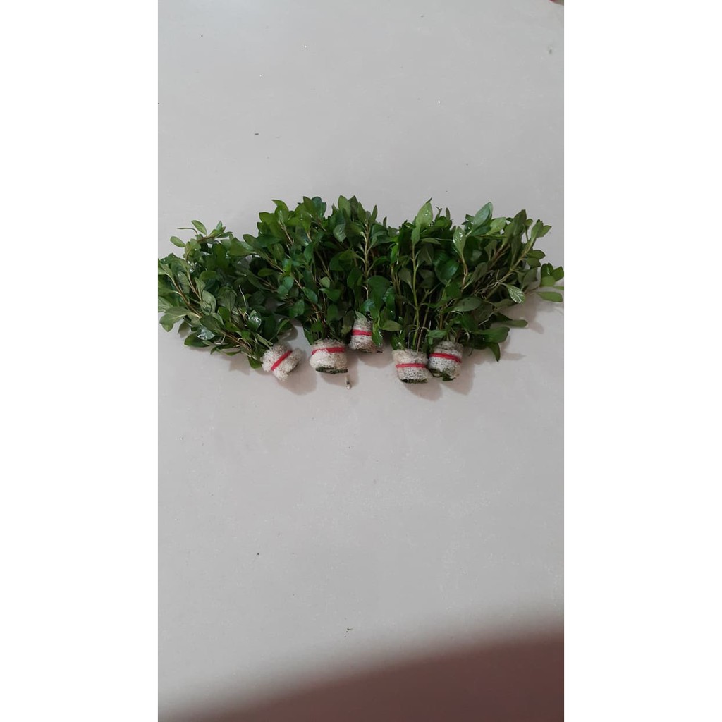 Ludwigia brevipes