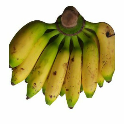 

Pisang Barangan dan Pisang Uli