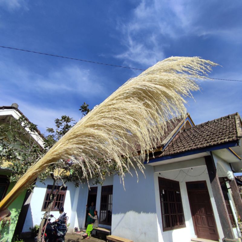 PAMPAS PUTIH/PAMPAS BULU/PAMPAS LOKAL DEKORASI RUSTIC