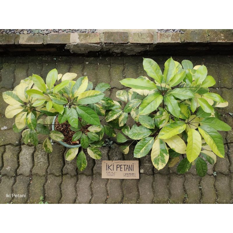 Harga Schefflera Terbaru Mei 2026 | BigGo Indonesia