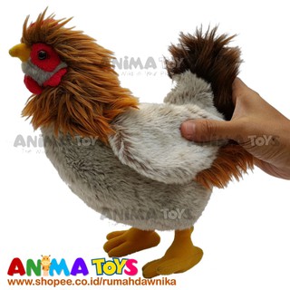 66 Gambar Hewan Ayam Betina Gratis