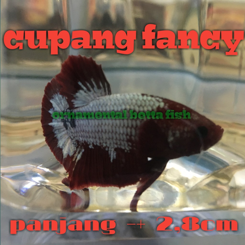 

ikan cupang fancy