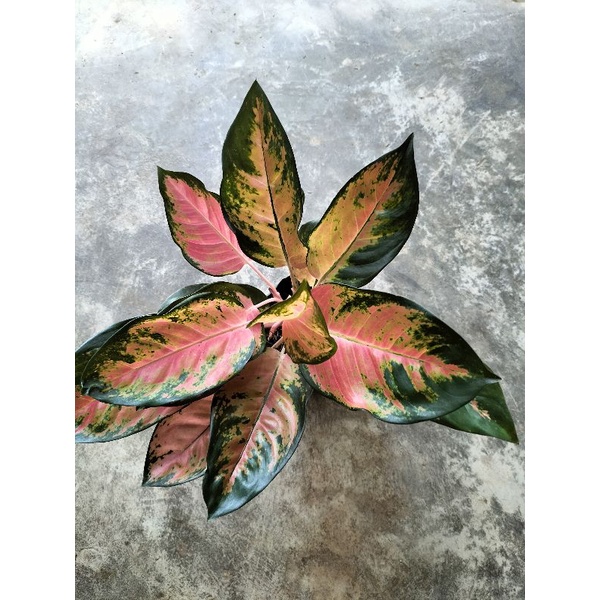 aglonema red kocin rumpun