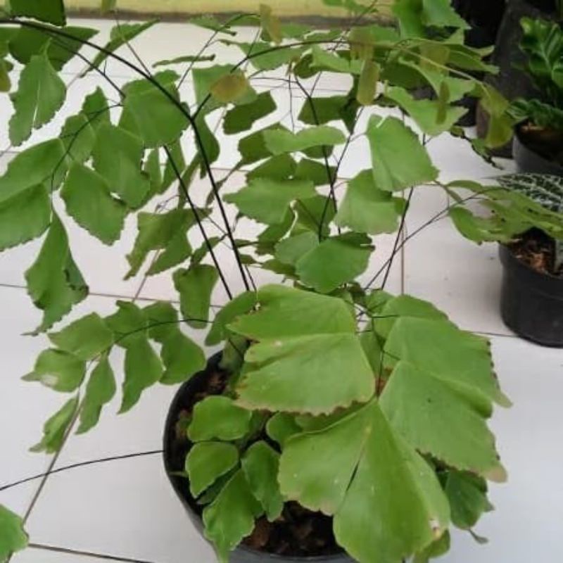 tanaman hias suplir dolar atau suplir kupu kupu