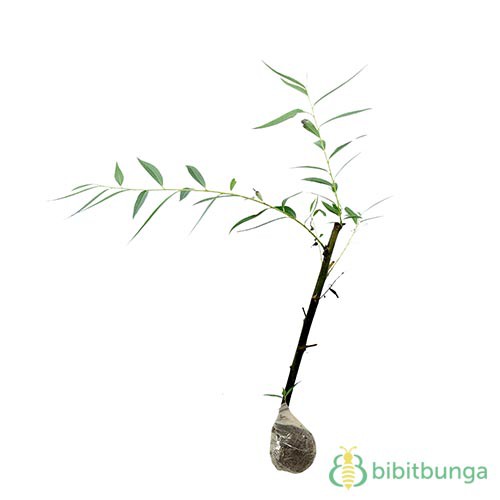 Tanaman Babylon Willow (Weeping Willow) - BB Plant