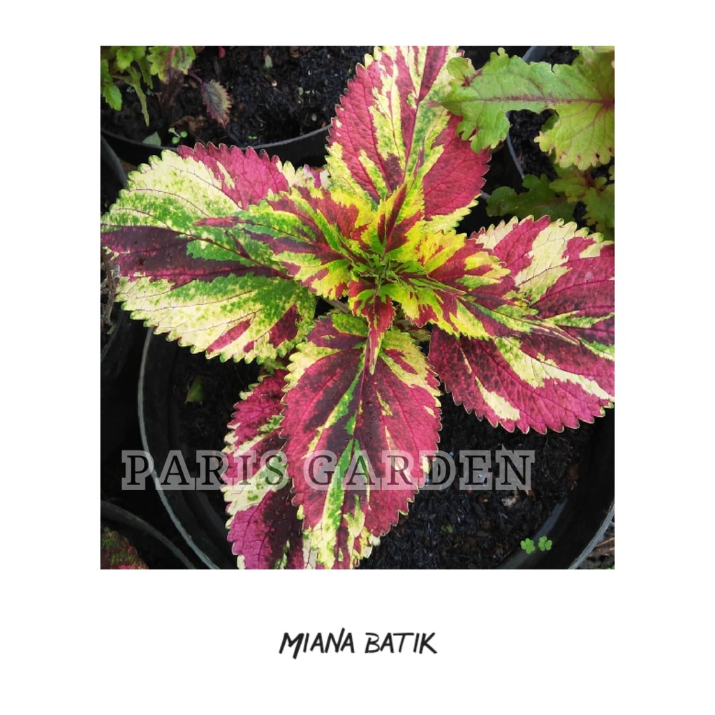 MIANA BATIK - TANAMAN HIAS MIANA BATIK MIYANA