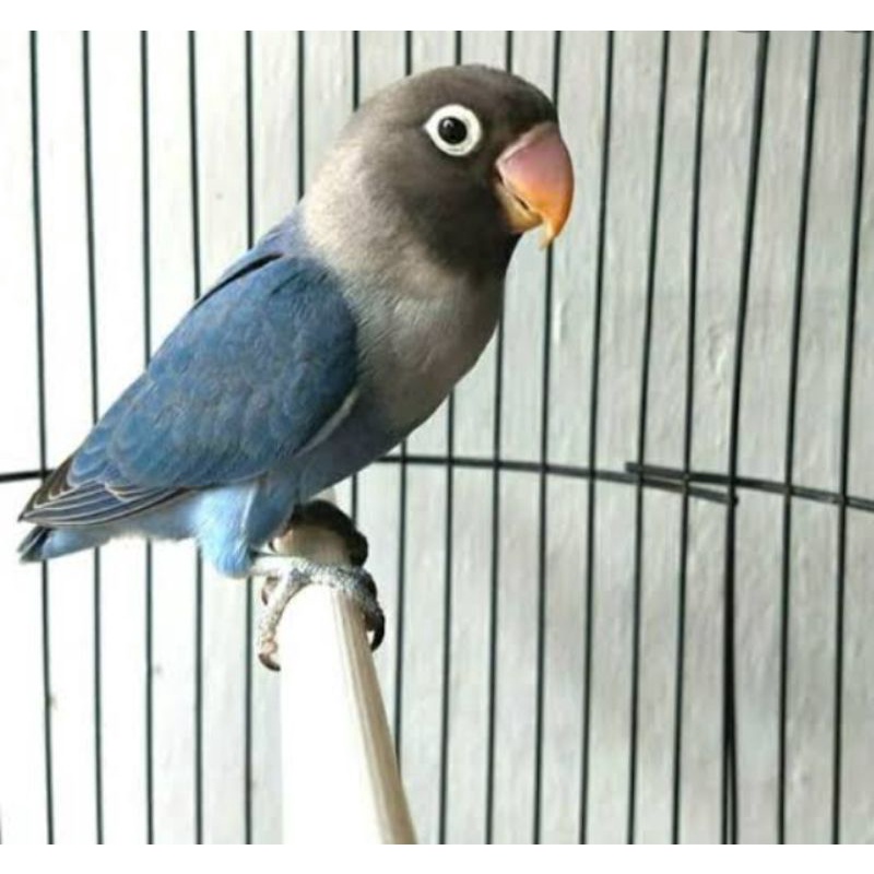 Jual Lovebird Mangsi Paud | Shopee Indonesia
