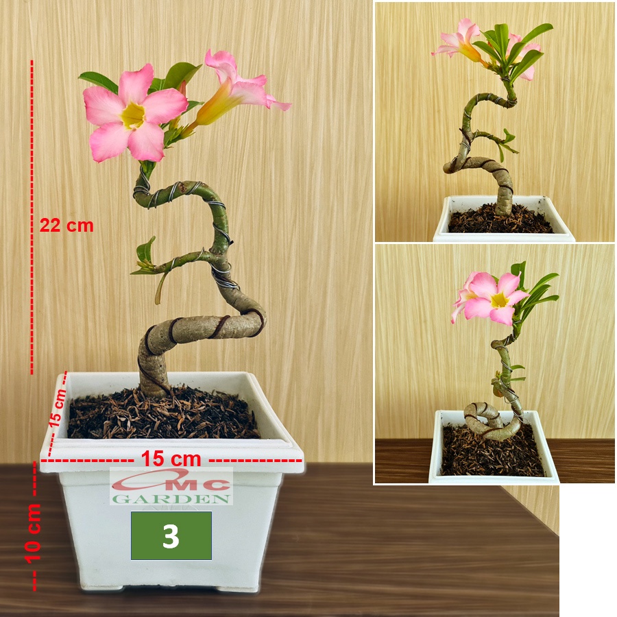 Tanaman Hias Bonsai Adenium Arabicum Obesum Kamboja Jepang B-KJ-008