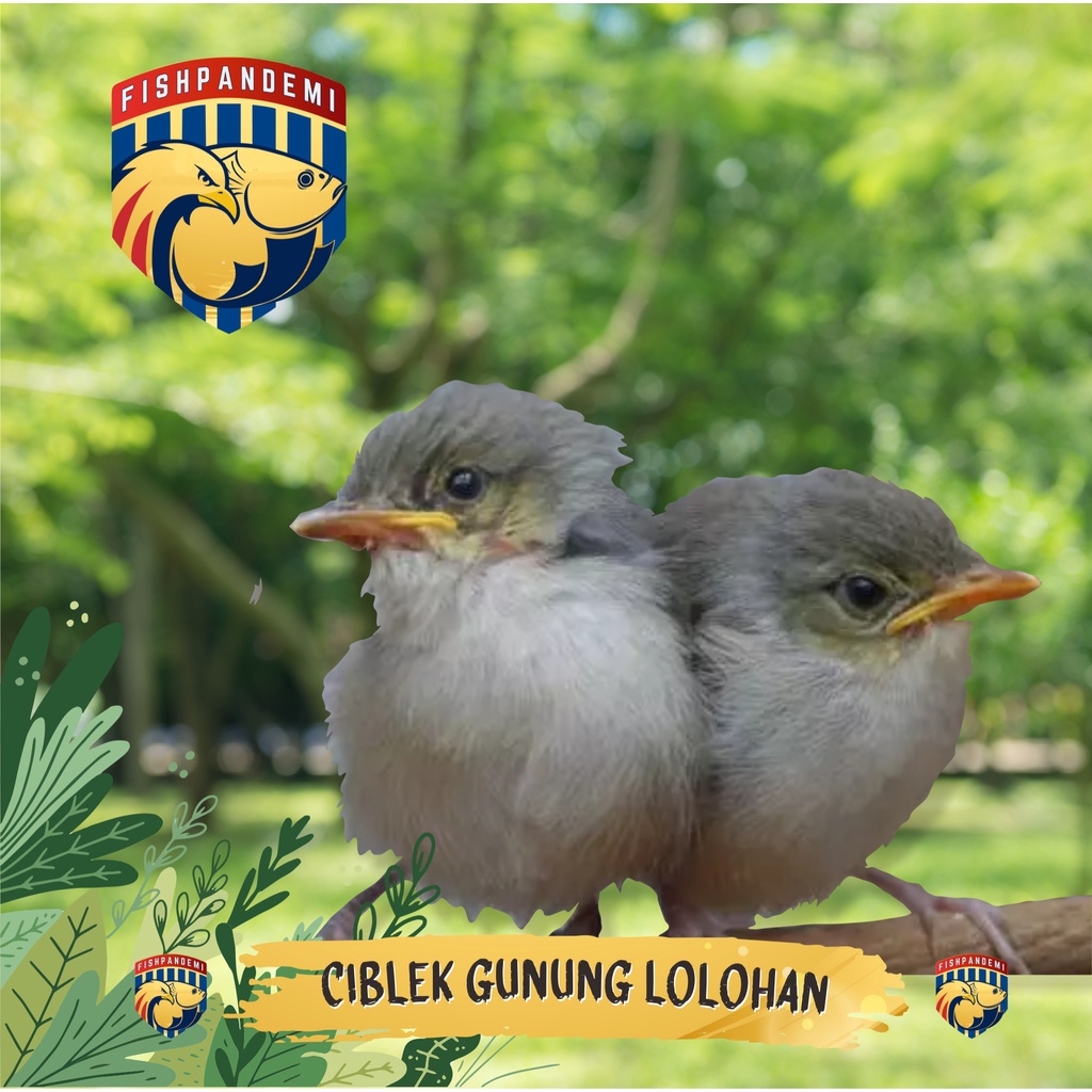 Ciblek Gunung Lolohan/Cigun Lolohan/Cigun