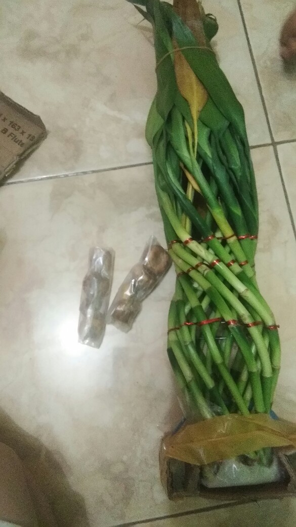 Bibit Tanaman Sri Rejeki